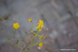 Image of French groundsel