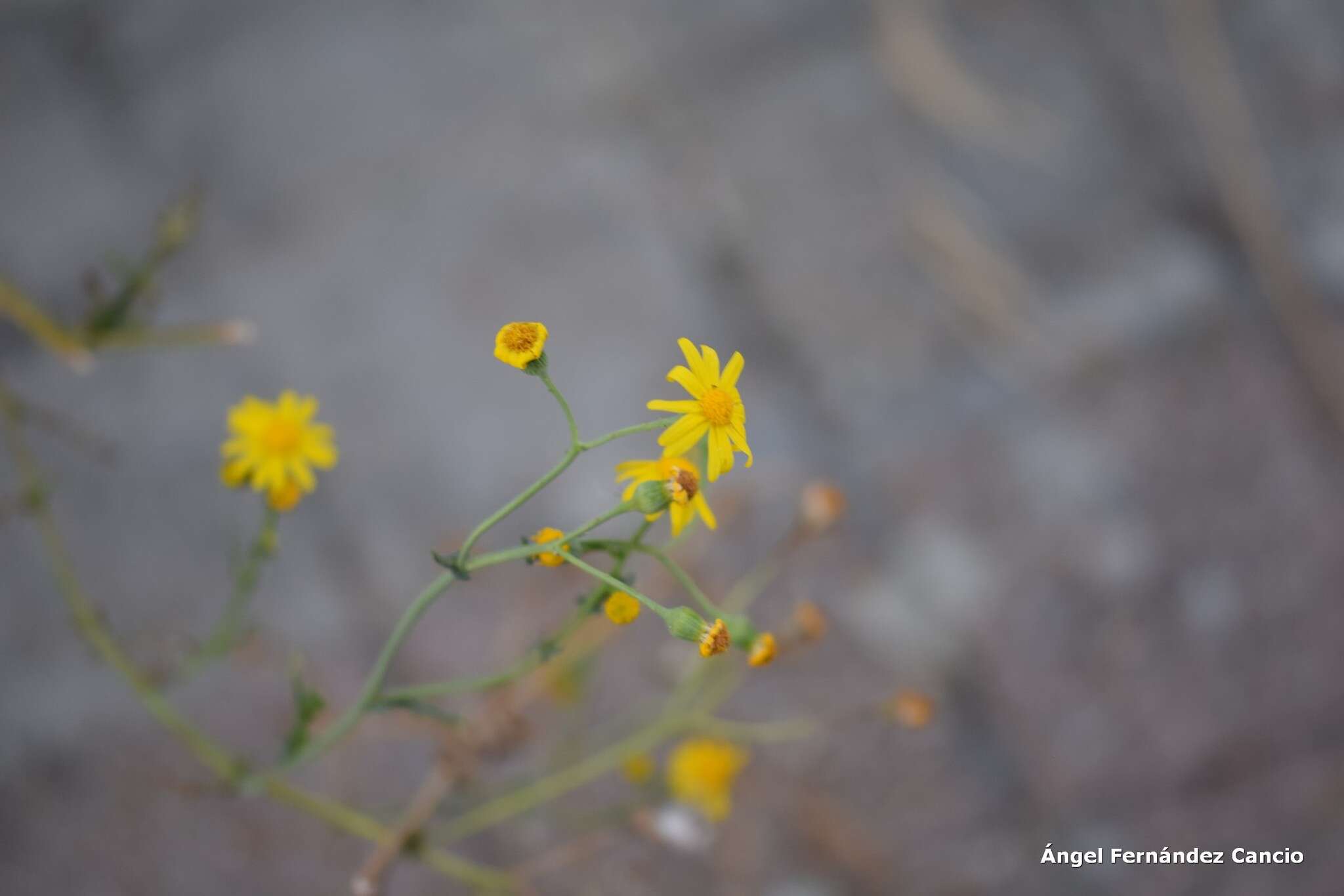 Image of French groundsel