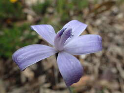 Image of Caladenia sericea Lindl.