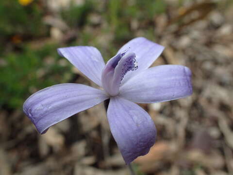 Caladenia sericea Lindl.的圖片