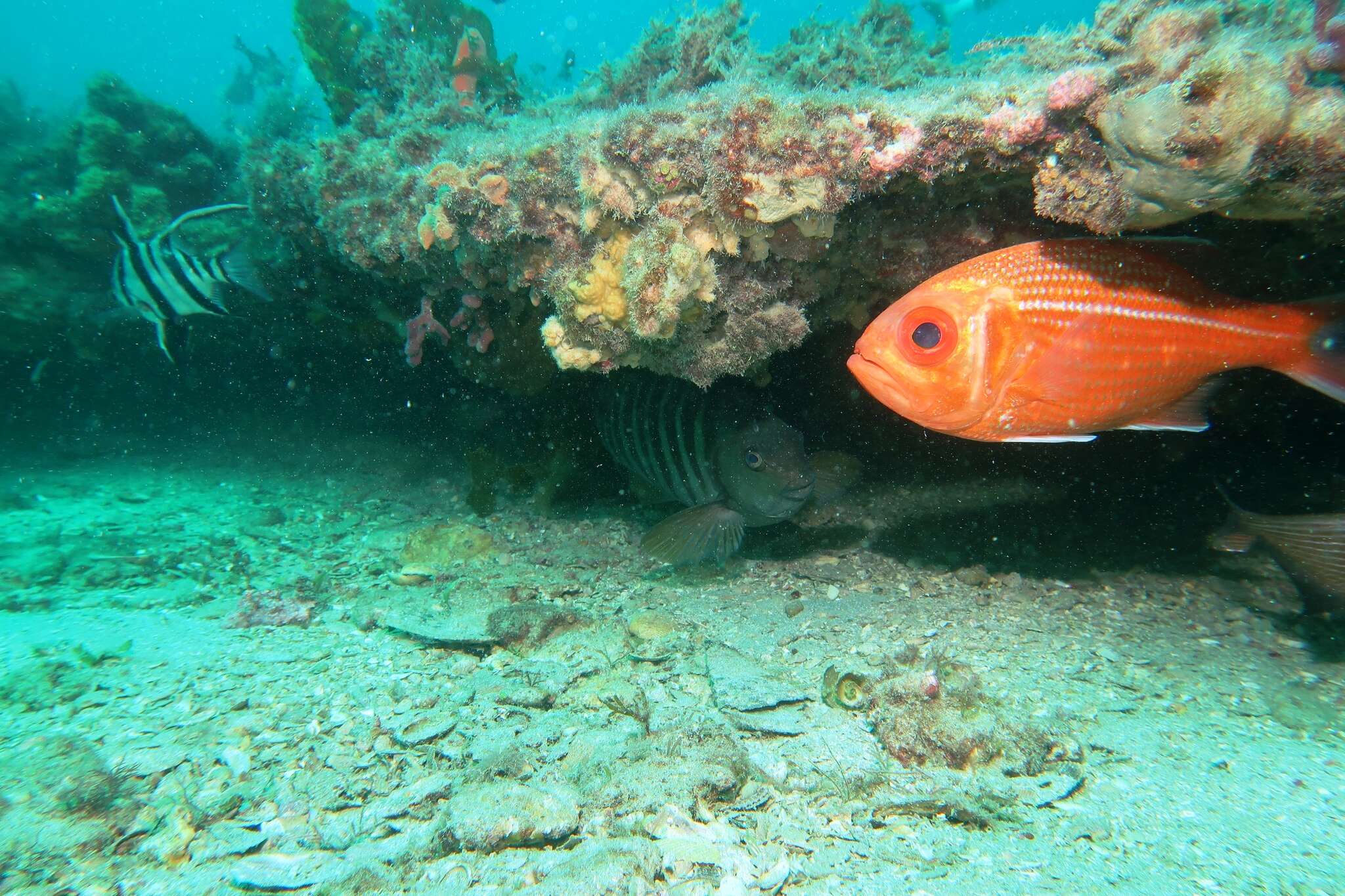 Image of Bight red fish