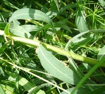 Image of Hairy Spurge