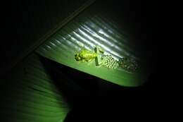 Image of La Palma Glass Frog