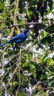 Image of Black-collared Jay