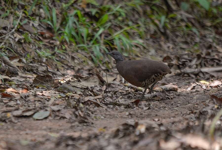 Image of Brown Tinamou