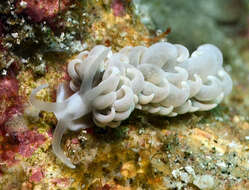 Imagem de Phyllodesmium parangatum Ortiz & Gosliner 2003