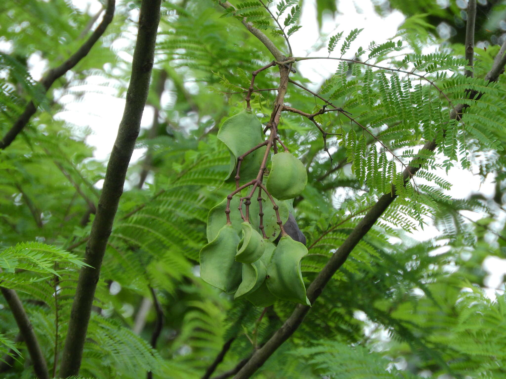 藍花楹的圖片