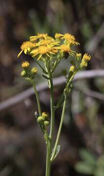 Image of Cleveland's Groundsel