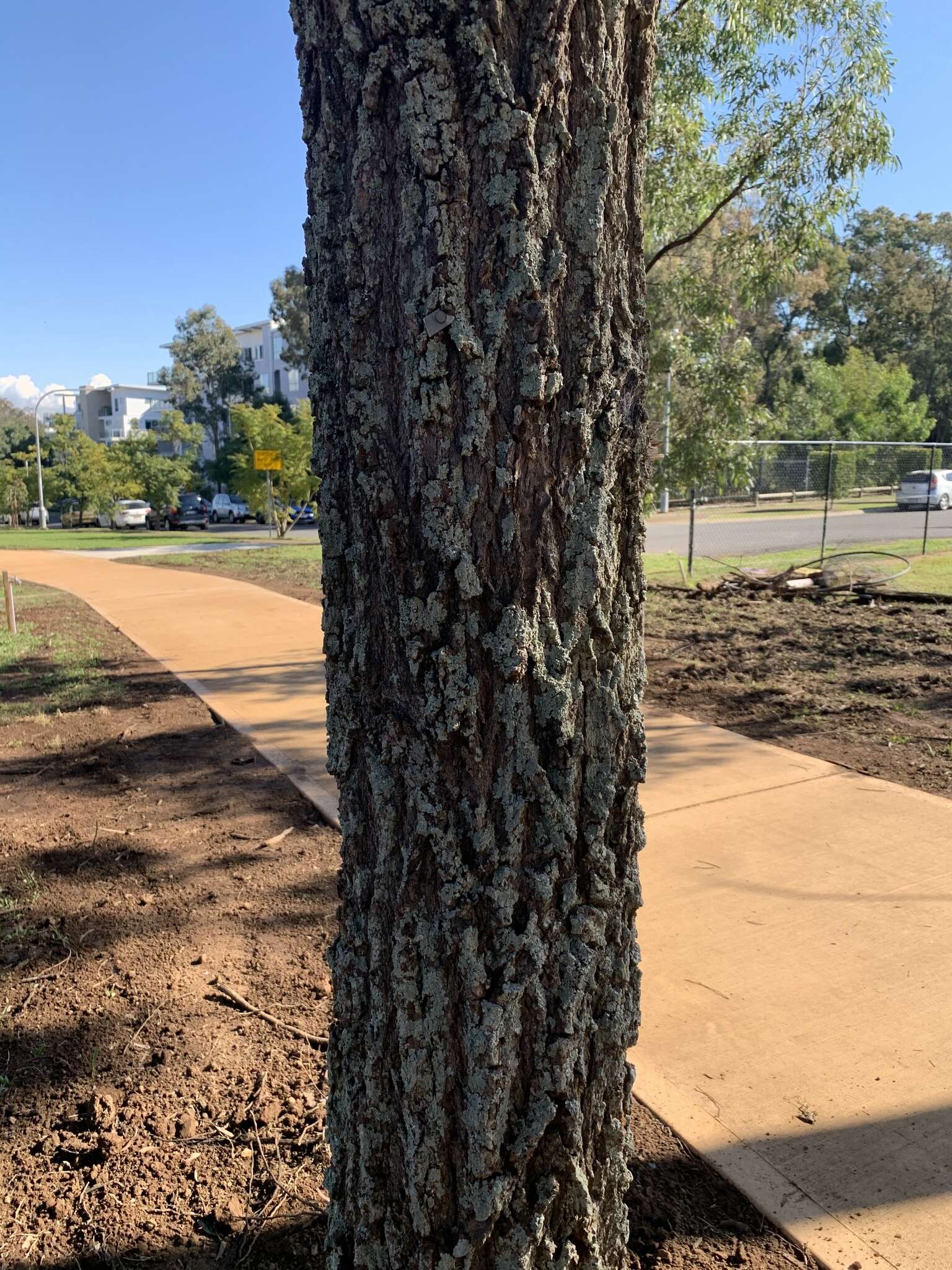 Слика од Eucalyptus crebra F. Müll.