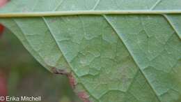 Image of Ash Leaf-roller