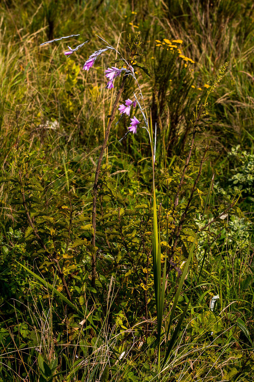 Imagem de Dierama igneum Klatt