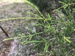 Image of Melaleuca irbyana R. T. Baker