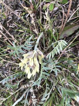 Image of field locoweed