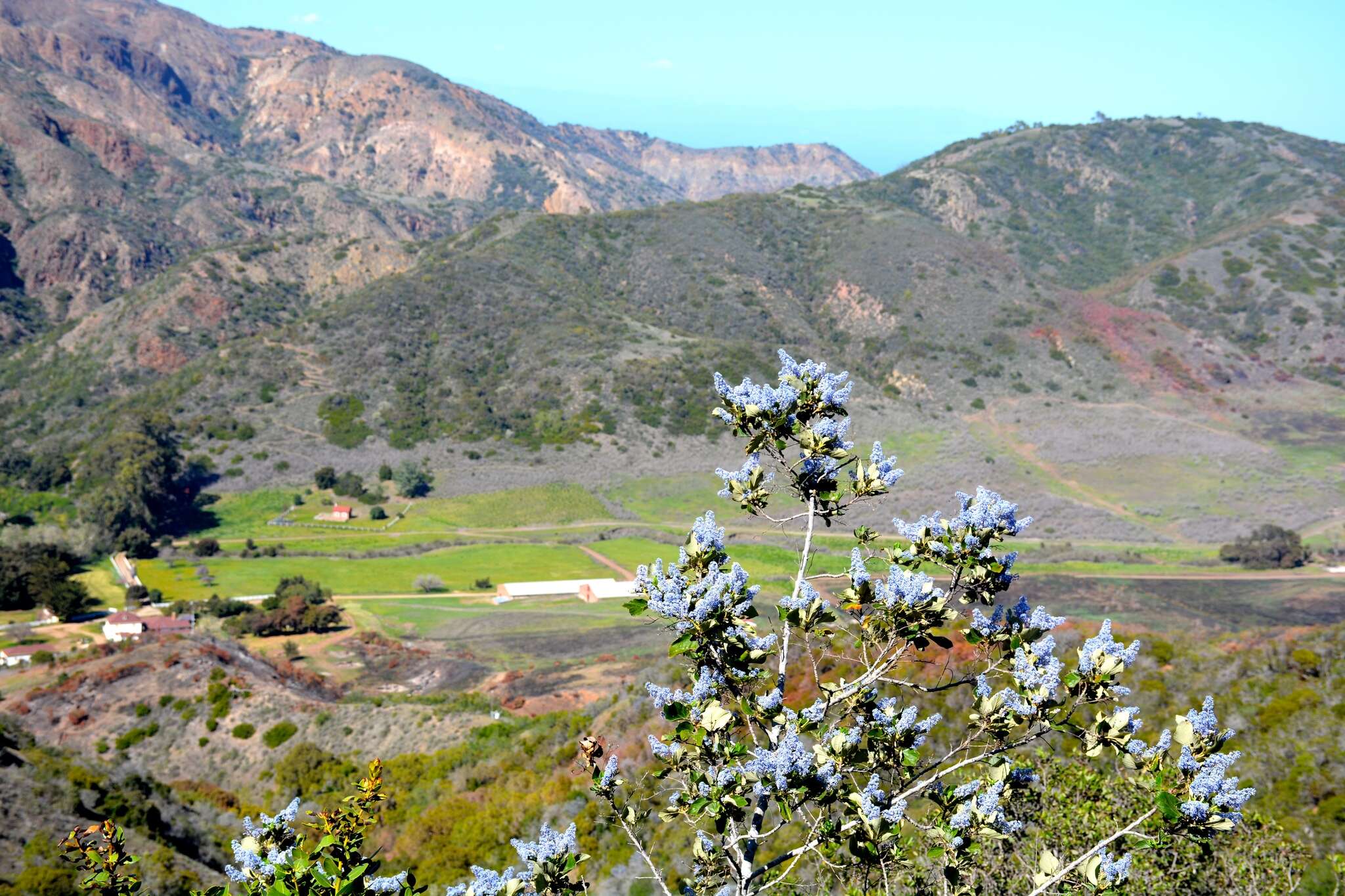 Image de Ceanothus arboreus Greene