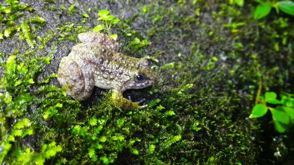 Image of Kuhl's Creek Frog