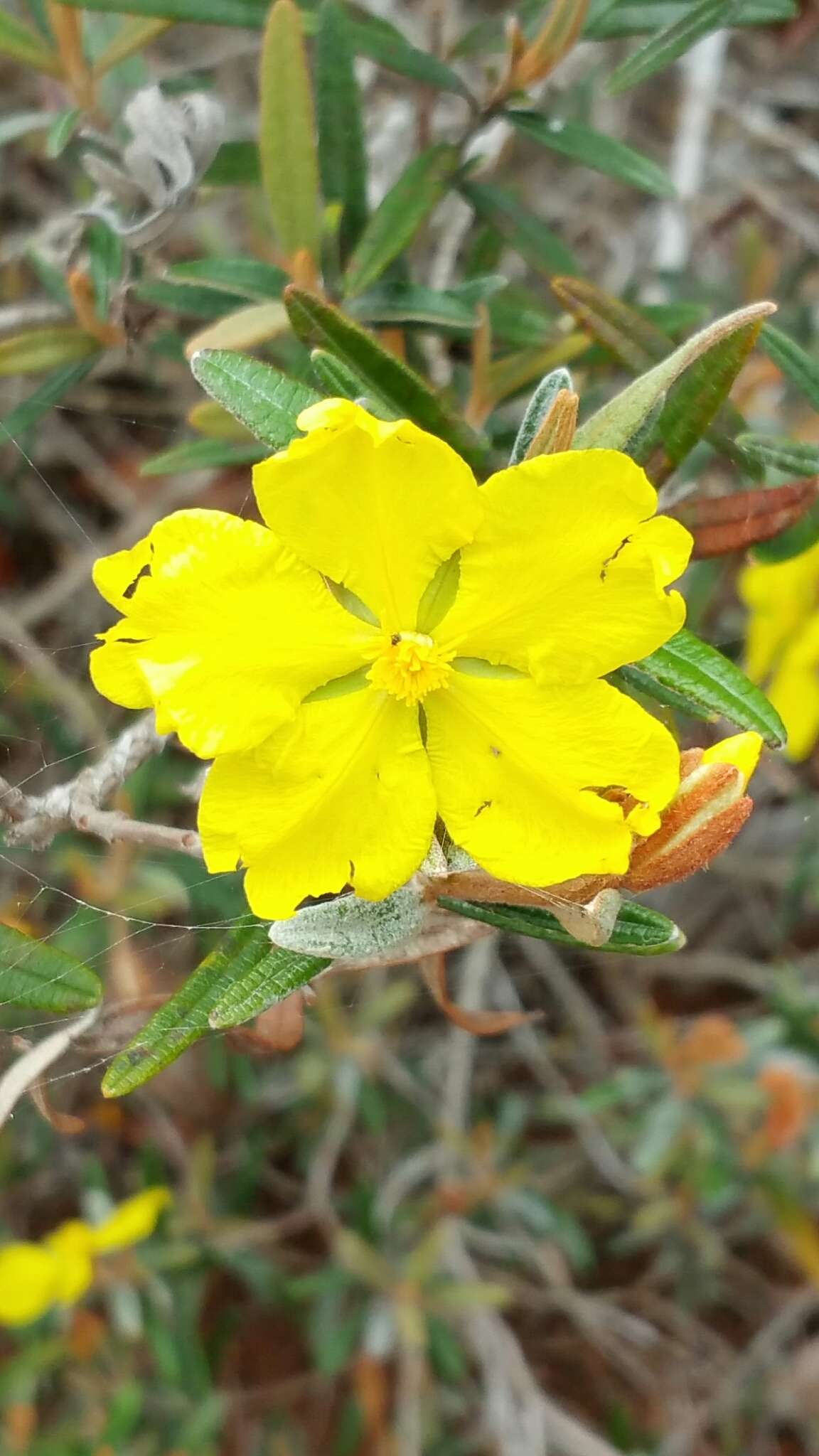 Image of Hibbertia coriacea Baill.