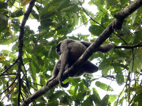 Image of northern Müller's Bornean gibbon