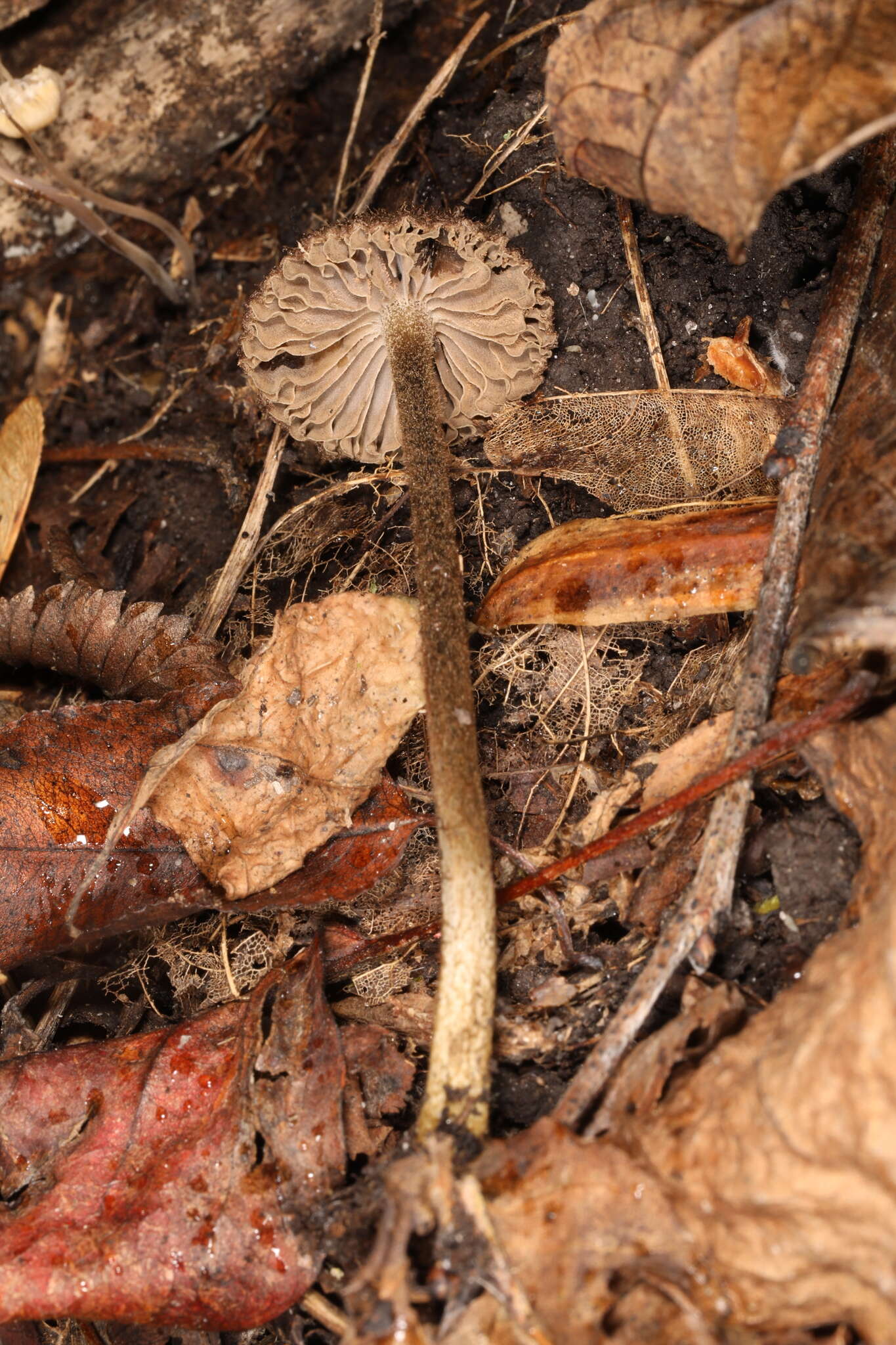 Image of Entoloma nodosporum (G. F. Atk.) Noordel. 1979