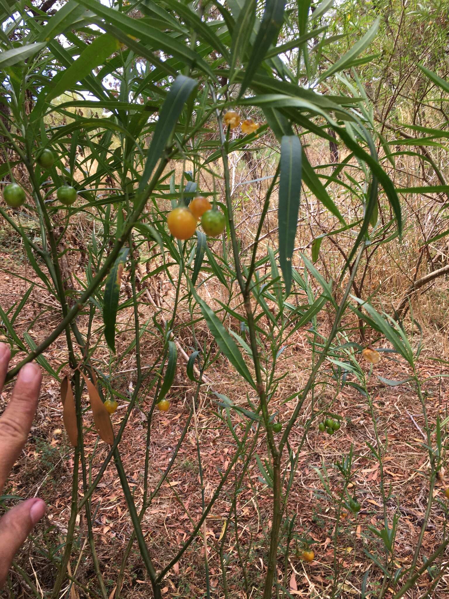 Image of Solanum linearifolium Herasim.