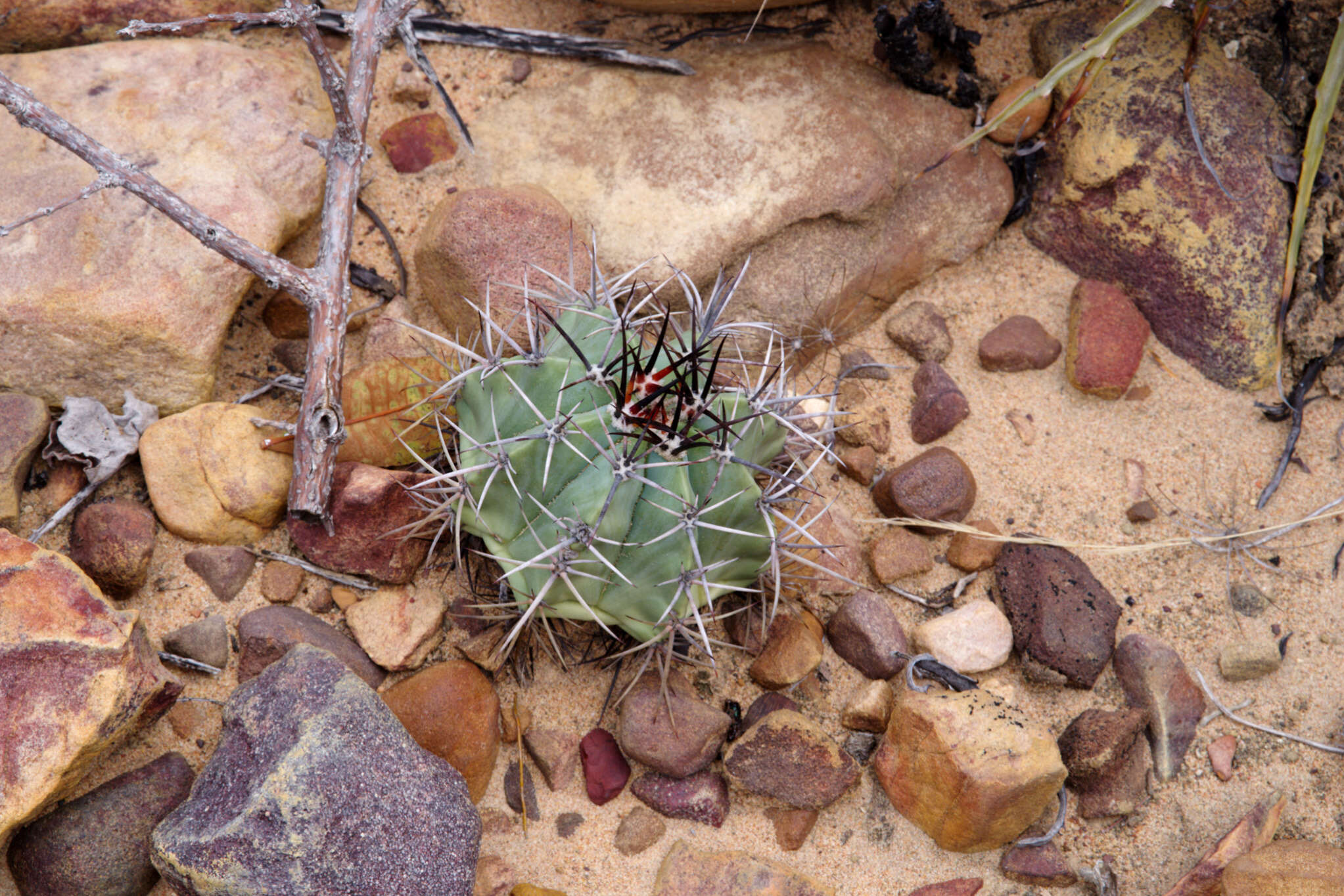 Image of Cactus