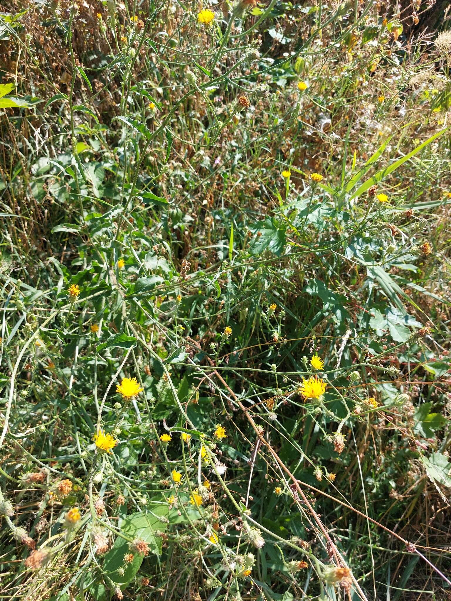 Image of hawkweed oxtongue