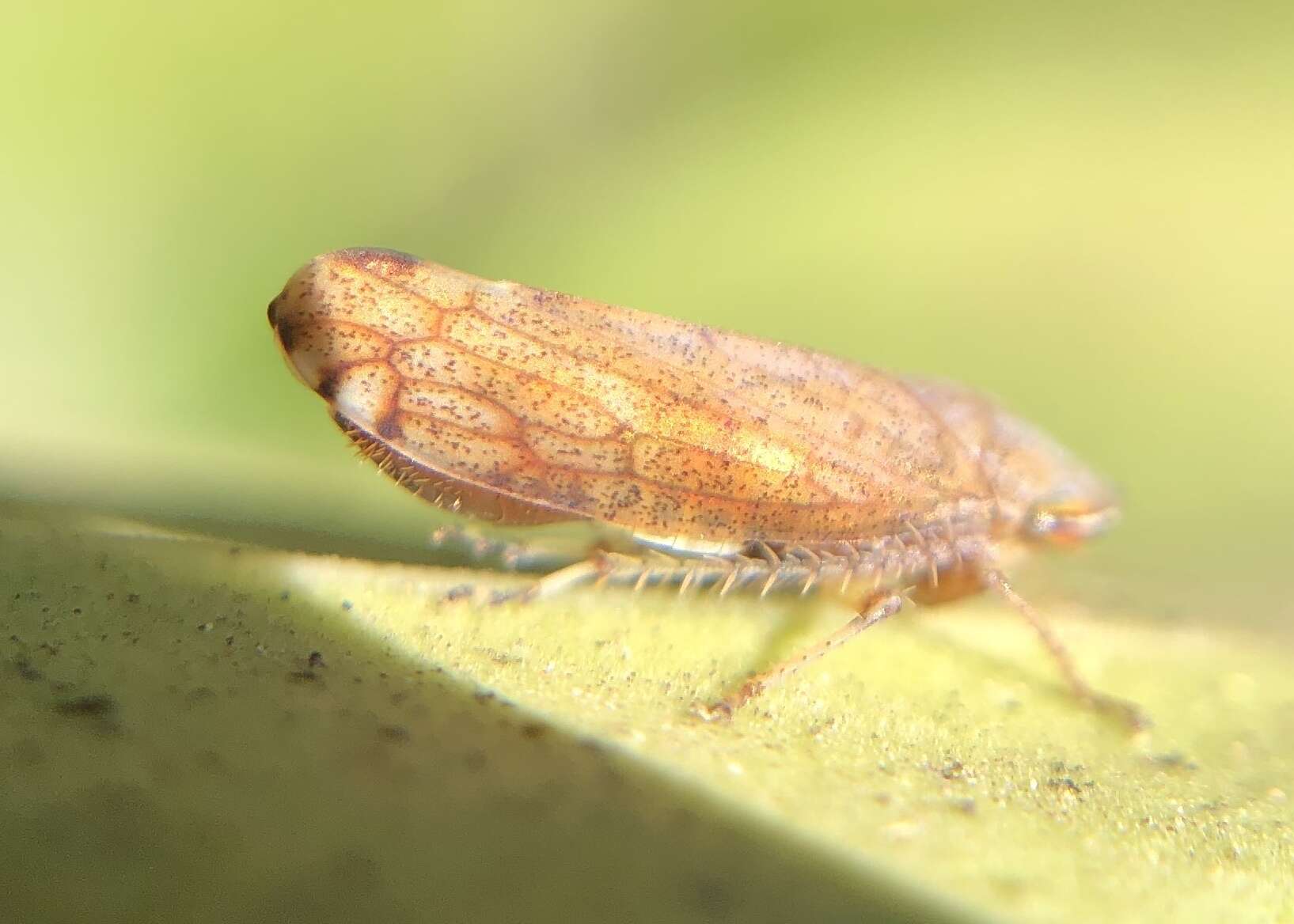 Image of Privet Leafhopper