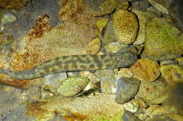 Image of Broad-finned galaxias