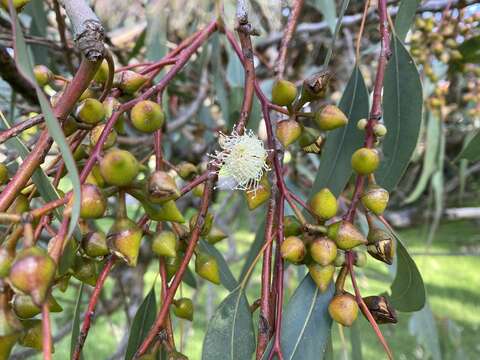 Imagem de Eucalyptus rudis subsp. rudis