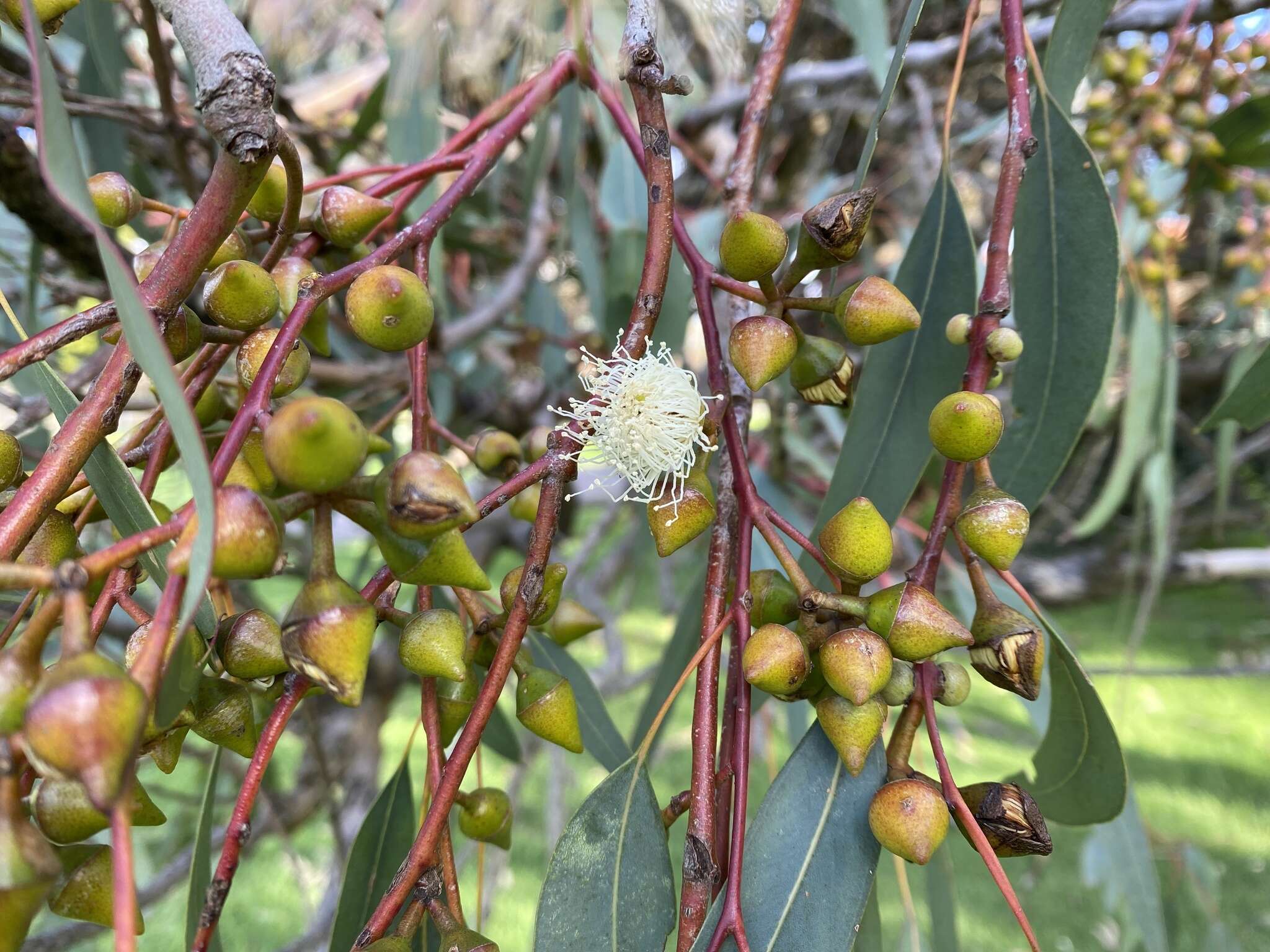 Image of Eucalyptus rudis subsp. rudis