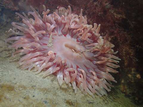 Image of Northern red anemone