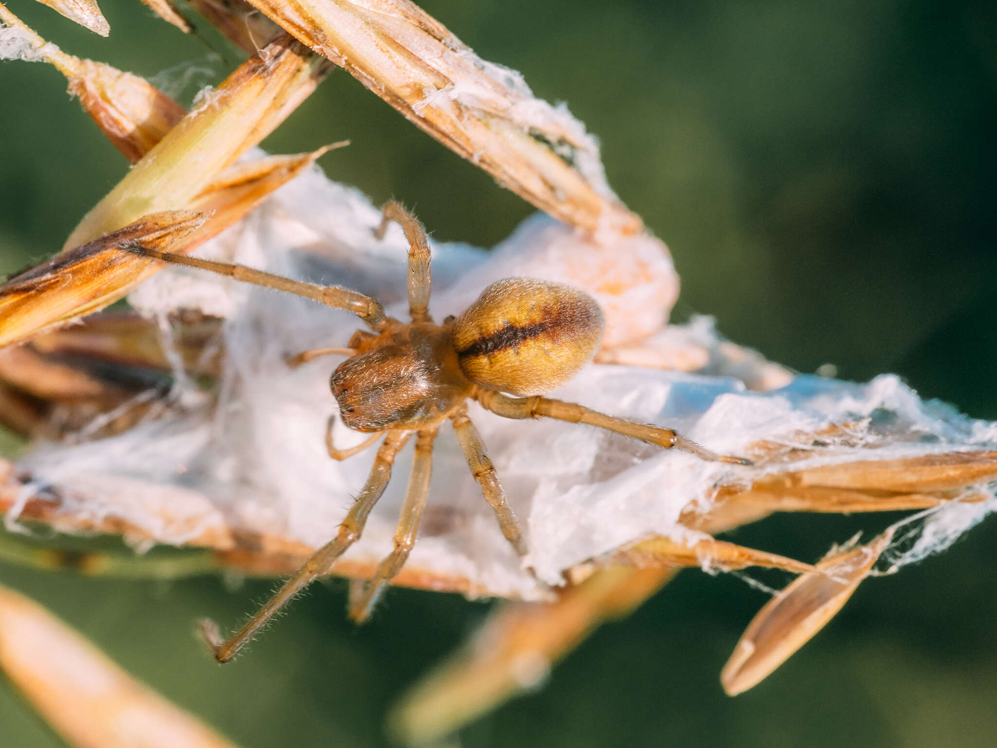 Слика од Cheiracanthium erraticum (Walckenaer 1802)