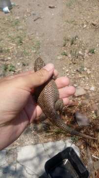 Image of Buller's Spiny Lizard