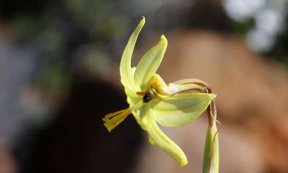 Image of Moraea reflexa Goldblatt