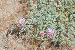 Image of Columbia milkvetch