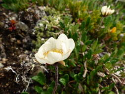 Image of Eight-Petal Mountain-Avens