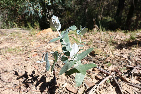 Image of Eucalyptus globulus subsp. pseudoglobulus (Naud. ex Maiden) Kirkpatrick