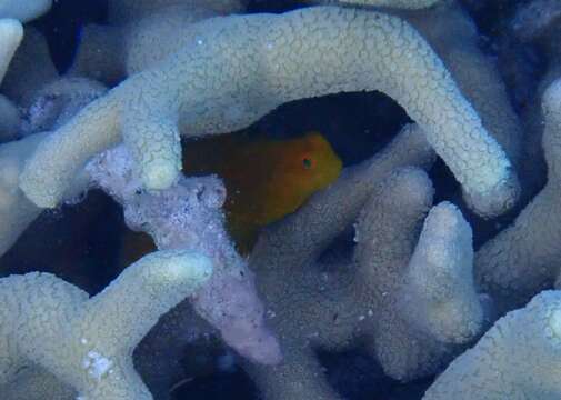 Image of Brown coral blenny