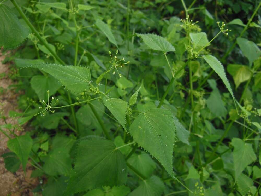 Image of Spananthe paniculata Jacq.