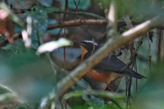 صورة Larvivora brunnea Hodgson 1837