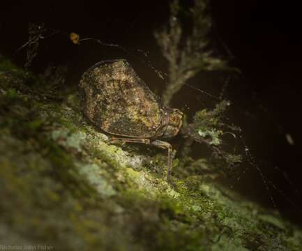 Image of Cotylana angustifrons (Kirkaldy 1906)