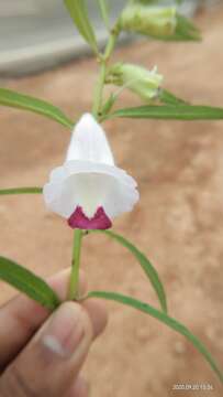 Image of Sesamum indicum subsp. malabaricum (Burm.) Bedigian