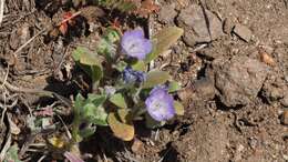 Image de Phacelia curvipes Torr. ex S. Wats.