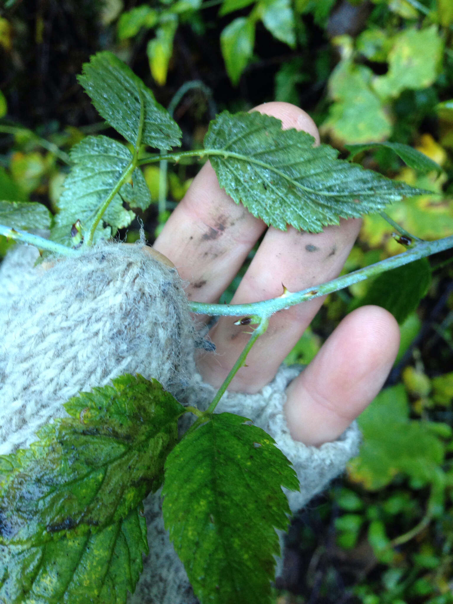 Image of White-Stem Raspberry