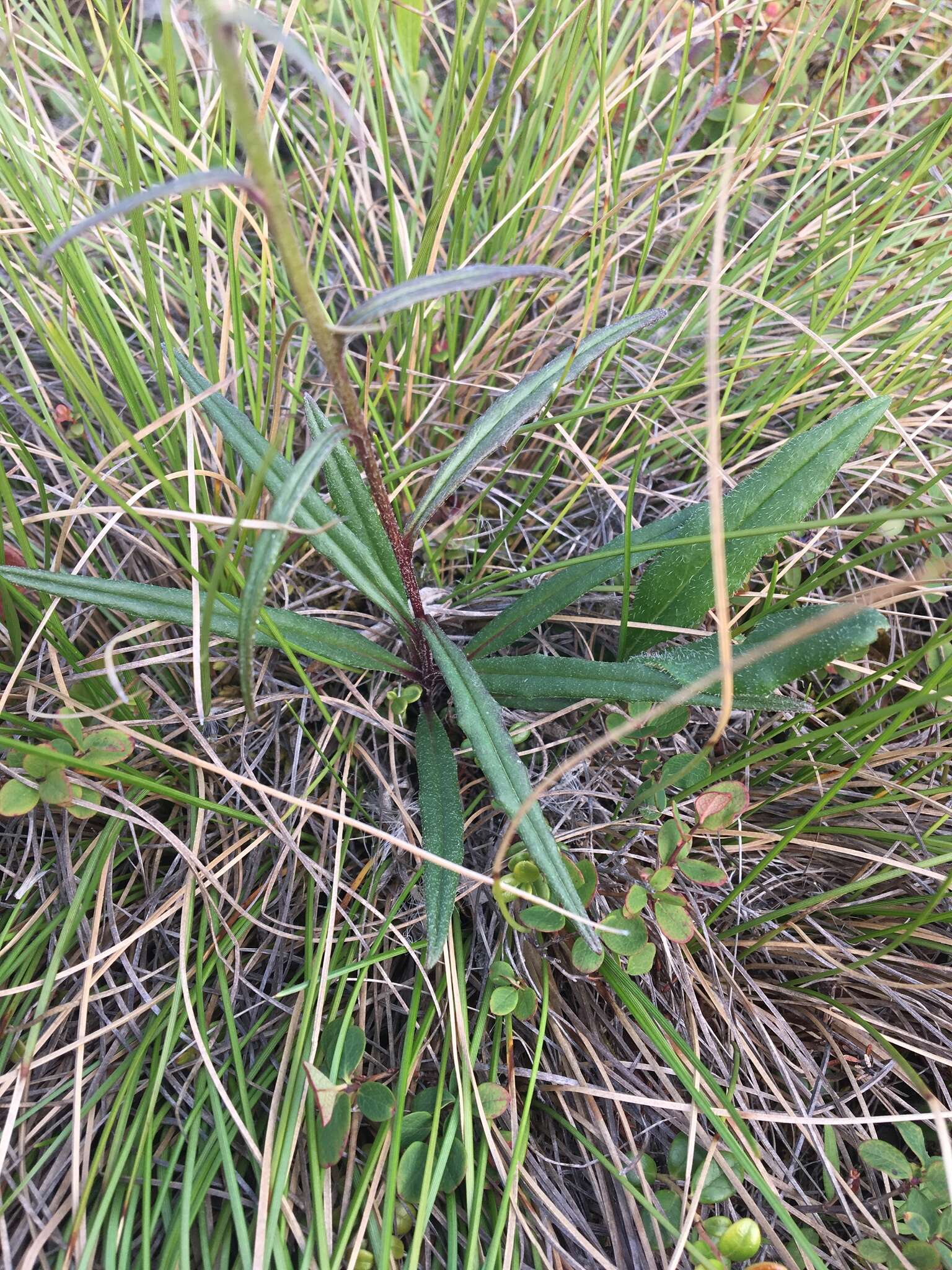 Sivun Saussurea angustifolia (Willd.) DC. kuva