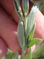 Слика од Schistostephium umbellatum (L. fil.) K. Bremer & C. J. Humphries