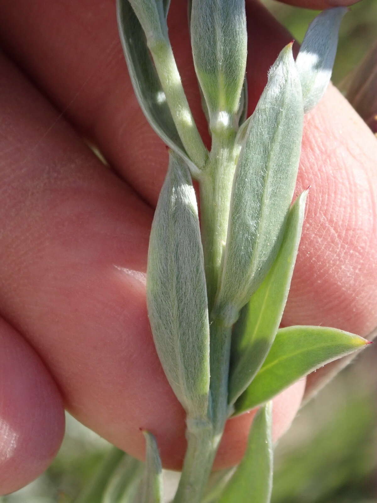 Слика од Schistostephium umbellatum (L. fil.) K. Bremer & C. J. Humphries