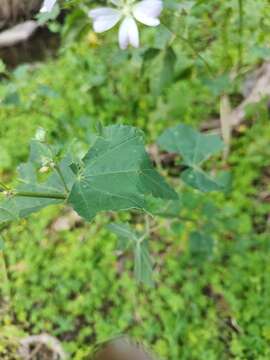 Image of Malva australiana M. F. Ray