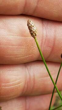 Image of Sand Spike-Rush