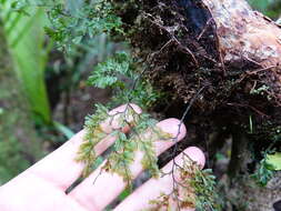 Image of Hymenophyllum sanguinolentum (G. Forst.) Sw.