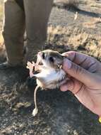 Image of Tipton kangaroo rat